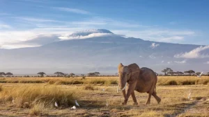 Sale Afrikaanse olifant in een grasland fotobehang Dieren