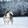 Outlet Alaska-malamute in de sneeuw fotobehang Tienerkamer | Dieren