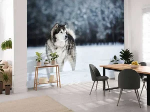 Outlet Alaska-malamute in de sneeuw fotobehang Tienerkamer | Dieren