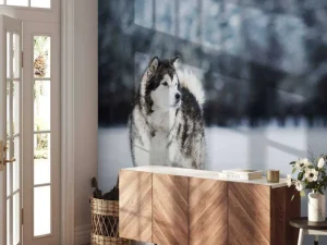 Outlet Alaska-malamute in de sneeuw fotobehang Tienerkamer | Dieren