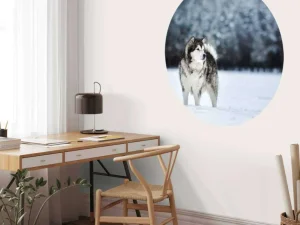 Outlet Alaska-malamute in de sneeuw fotobehang Tienerkamer | Dieren
