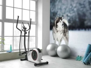 Outlet Alaska-malamute in de sneeuw fotobehang Tienerkamer | Dieren