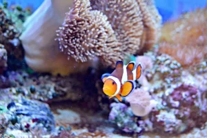 Clearance Anemoonvis in een koraalrif fotobehang Dieren