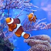Clearance Anemoonvissen in een groot aquarium fotobehang Dieren
