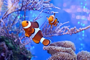 Clearance Anemoonvissen in een groot aquarium fotobehang Dieren