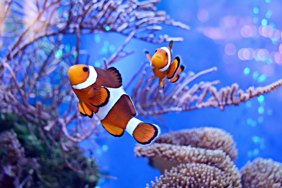 anemoonvissen_in_een_groo_0.webp Clearance Anemoonvissen in een groot aquarium fotobehang Dieren