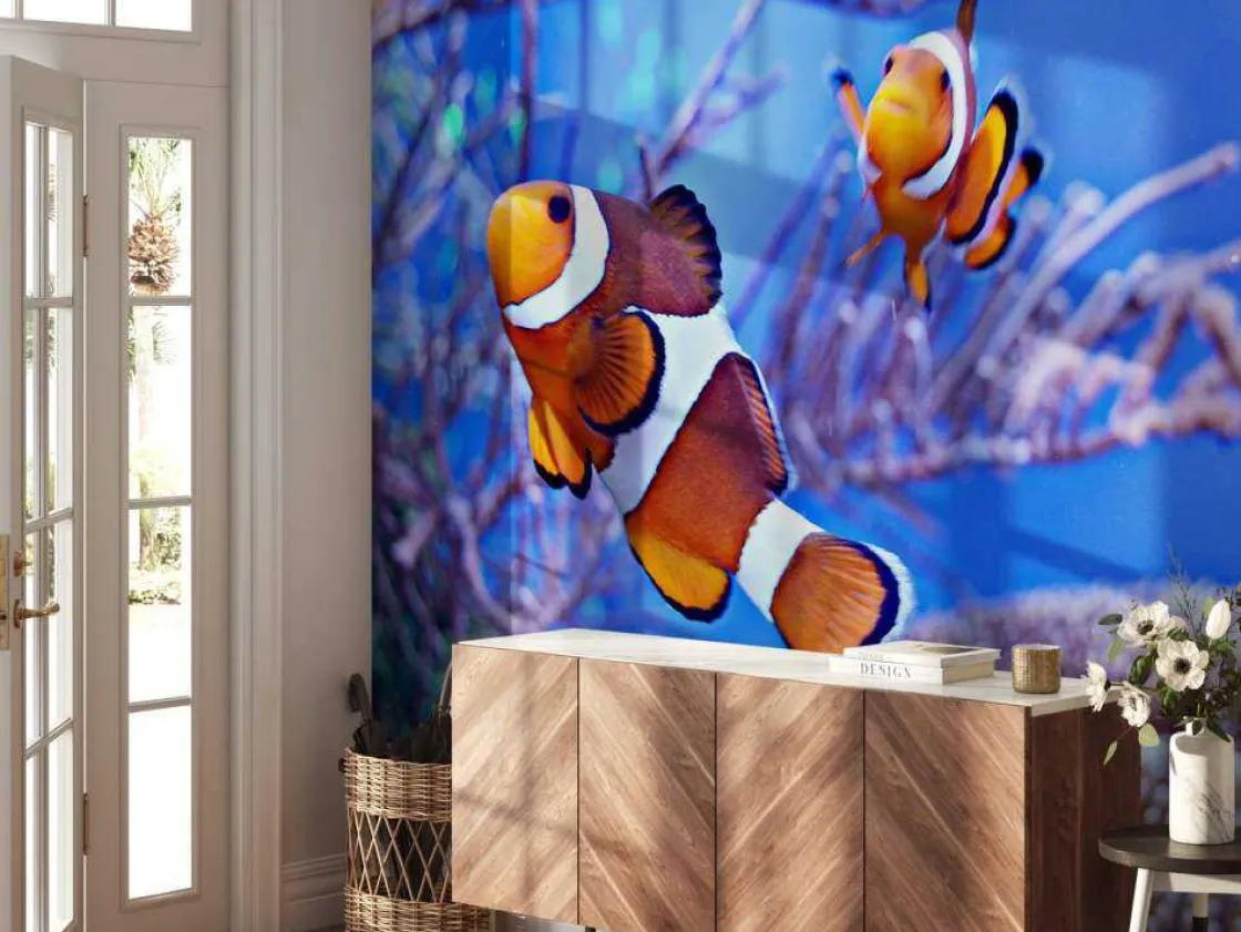 anemoonvissen_in_een_groo_4.webp Clearance Anemoonvissen in een groot aquarium fotobehang Dieren