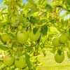 Clearance Appelboom close-up fotobehang Bloemen