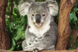 Clearance Australische koala in een boom fotobehang Dieren