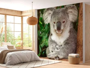 Clearance Australische koala in een boom fotobehang Dieren