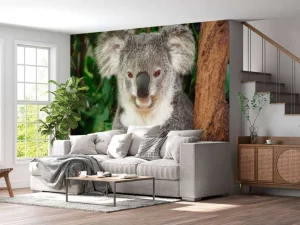 Clearance Australische koala in een boom fotobehang Dieren