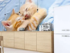 Discount Baby katjes slapen knuffelend fotobehang Kinderkamer | Dieren