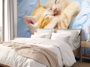 Discount Baby katjes slapen knuffelend fotobehang Kinderkamer | Dieren