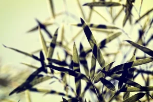 Online Bamboe bladeren in de zon fotobehang Woonkamer | Bloemen