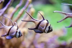 Discount Banggai kardinaalvissen fotobehang Dieren