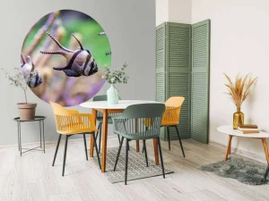 Discount Banggai kardinaalvissen fotobehang Dieren