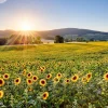 Clearance Berglandschap met zonnebloemen fotobehang Bloemen
