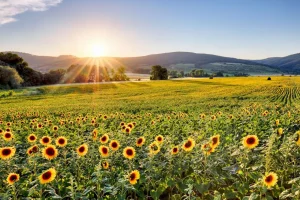 Clearance Berglandschap met zonnebloemen fotobehang Bloemen