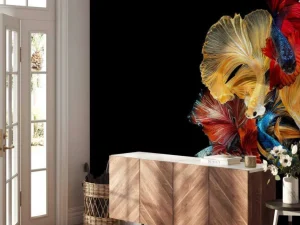 Fashion Betta vissen met een zwarte achtergrond fotobehang Dieren