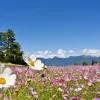 Discount Bloemenveld met mooie achtergrond fotobehang Bloemen
