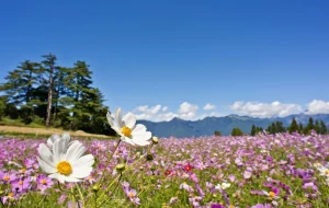 Discount Bloemenveld met mooie achtergrond fotobehang Bloemen