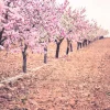 Outlet Bloesem Boomgaard fotobehang Bloemen