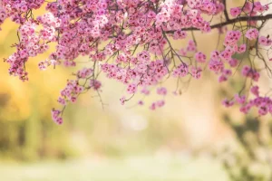 New Bloesem met wazige achtergrond fotobehang Bloemen