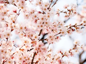 Online Bloesem Tak fotobehang Bloemen