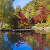 Fashion Bomen achter het Water fotobehang Bloemen