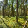 Discount Bomen in het Bos fotobehang Bloemen