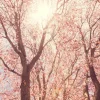 Hot Boom Bloesem met Zon op Achtergrond fotobehang Bloemen