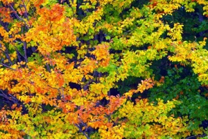 Best Boom tijdens Herfst fotobehang Bloemen