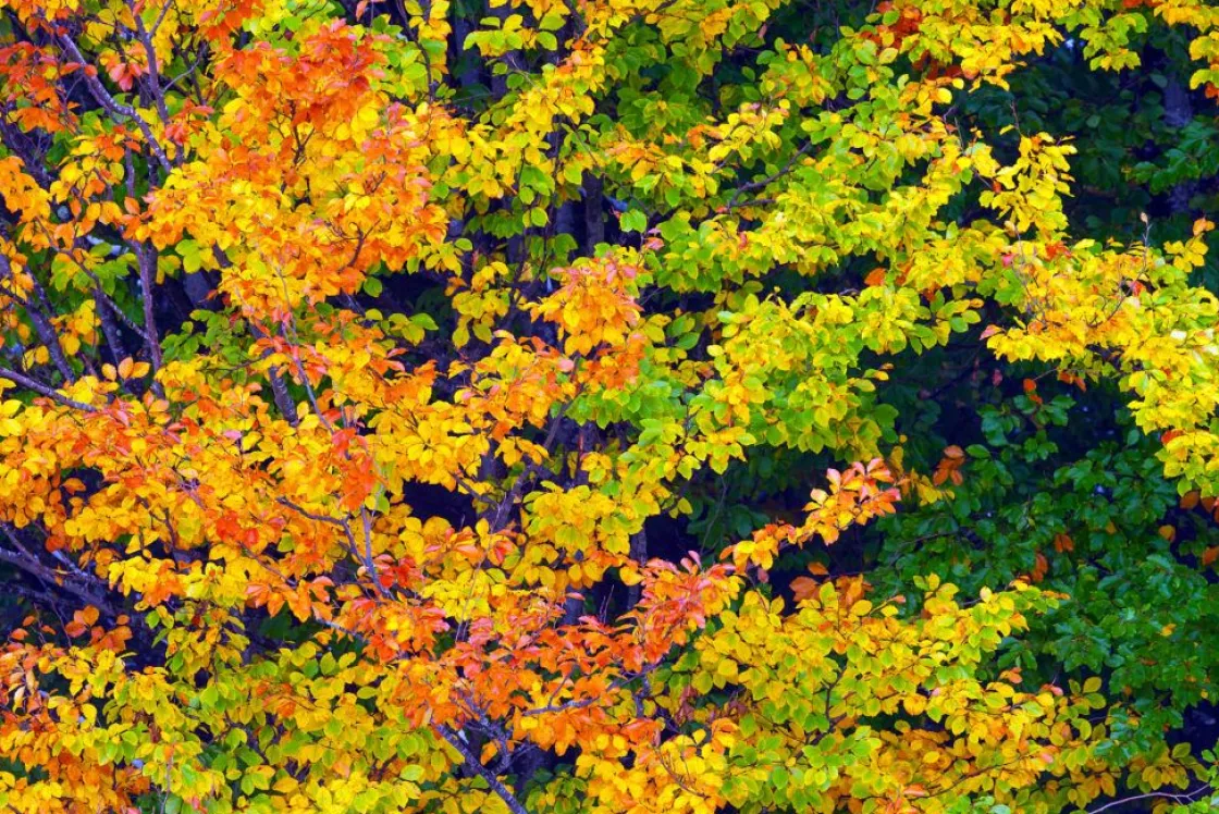 boom_tijdens_herfst_fotob_0.webp Best Boom tijdens Herfst fotobehang Bloemen