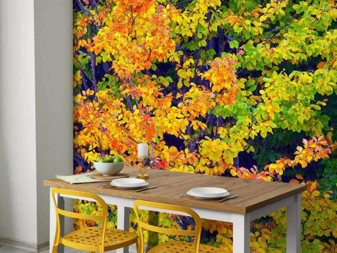 boom_tijdens_herfst_fotob_3.webp Best Boom tijdens Herfst fotobehang Bloemen