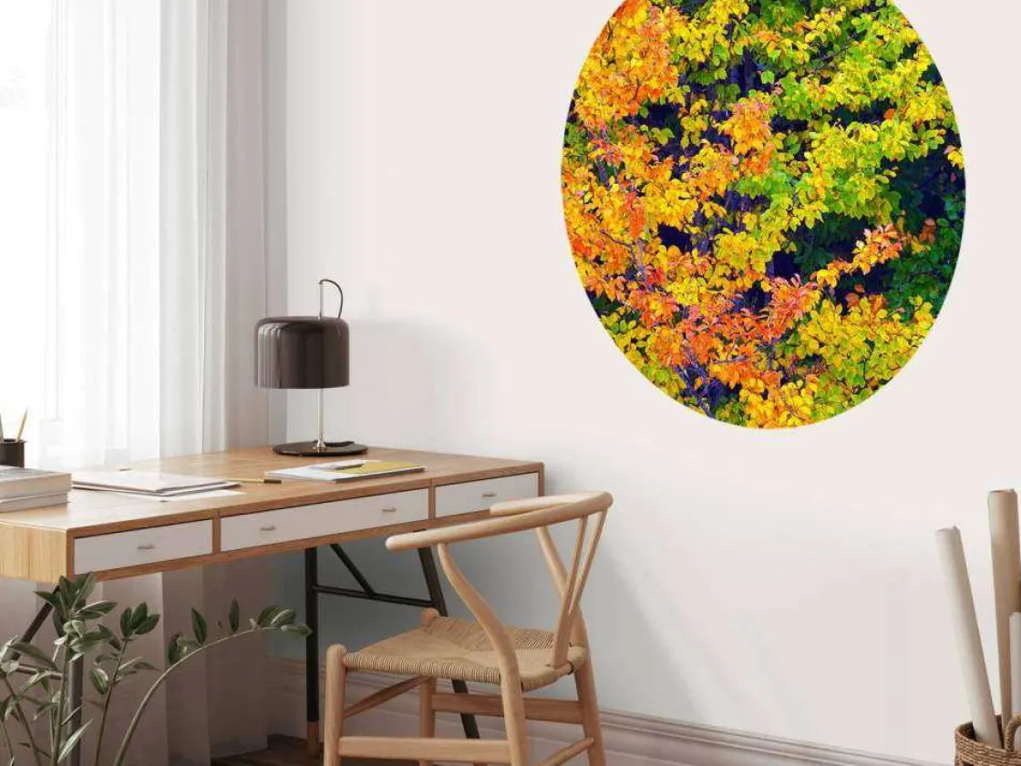 boom_tijdens_herfst_fotob_5.webp Best Boom tijdens Herfst fotobehang Bloemen