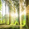 Sale Bos met felle zon op de achtergrond fotobehang Bloemen