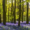Discount Bos met veel lavendel fotobehang Bloemen