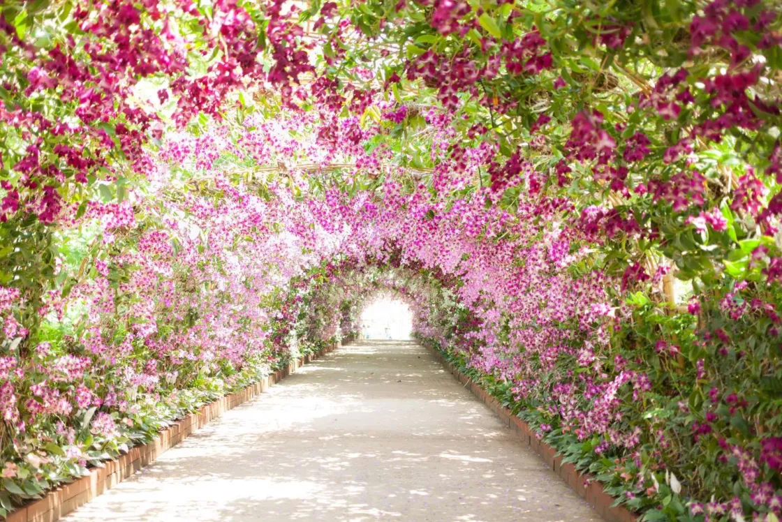 botanische_tuin_met_orchi_0.webp Discount Botanische tuin met orchideeën fotobehang Tienerkamer | 3d