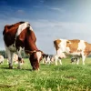 Hot Bruin Witte Koeien aan het grazen in de weide fotobehang Dieren