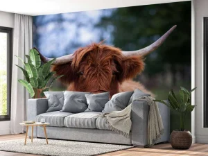 New Bruine Hooglander van dichtbij fotobehang Keuken | Dieren