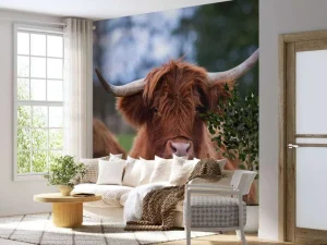New Bruine Hooglander van dichtbij fotobehang Keuken | Dieren