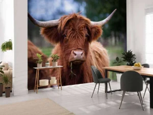 New Bruine Hooglander van dichtbij fotobehang Keuken | Dieren