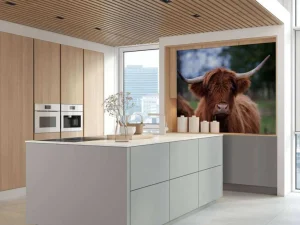 New Bruine Hooglander van dichtbij fotobehang Keuken | Dieren