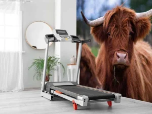 New Bruine Hooglander van dichtbij fotobehang Keuken | Dieren