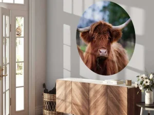 New Bruine Hooglander van dichtbij fotobehang Keuken | Dieren