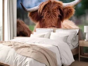 New Bruine Hooglander van dichtbij fotobehang Keuken | Dieren