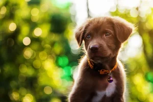 Outlet Bruine labrador met een wazige achtergrond fotobehang Dieren