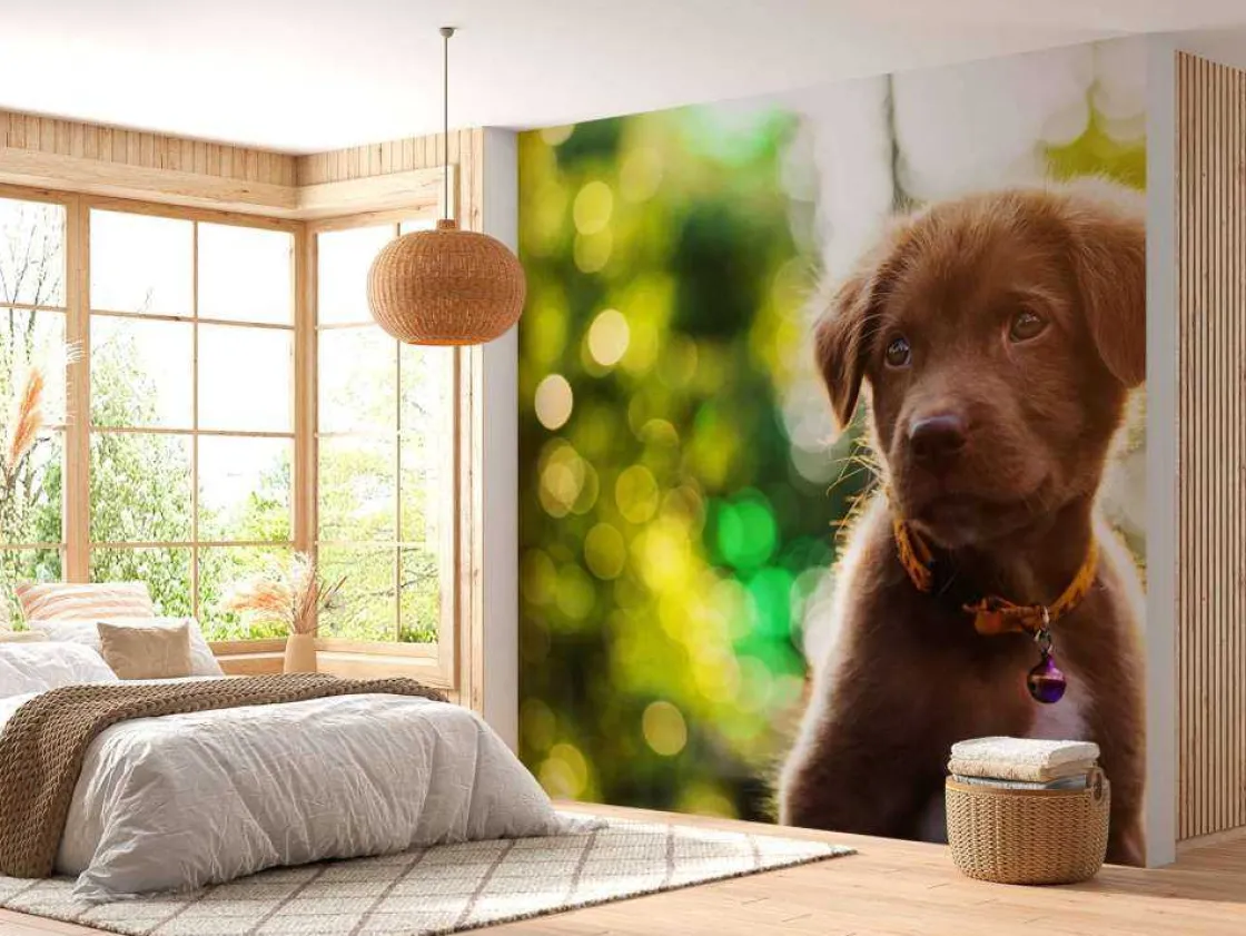 bruine_labrador_met_een_w_1.webp Outlet Bruine labrador met een wazige achtergrond fotobehang Dieren