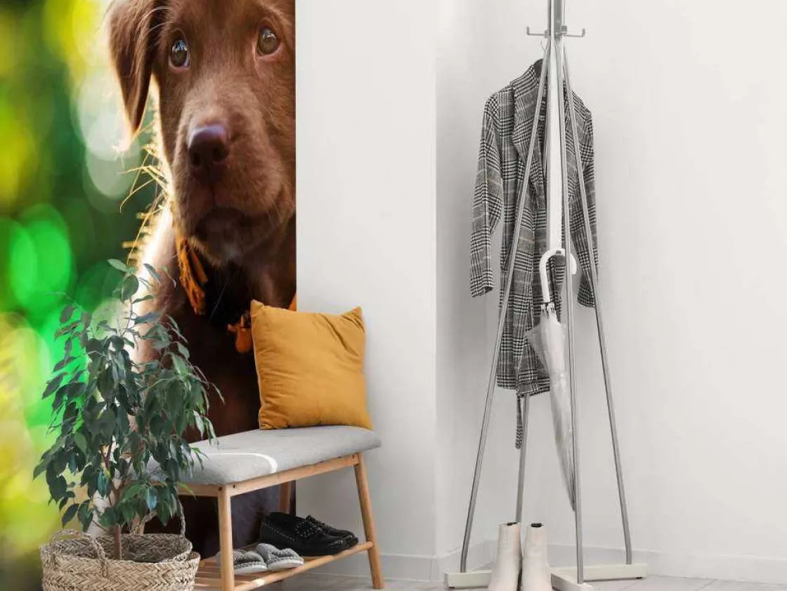 bruine_labrador_met_een_w_4.webp Outlet Bruine labrador met een wazige achtergrond fotobehang Dieren