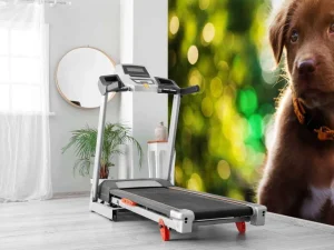 Outlet Bruine labrador met een wazige achtergrond fotobehang Dieren